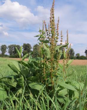 Fotografia 7 da espécie Rumex obtusifolius no Jardim Botânico UTAD