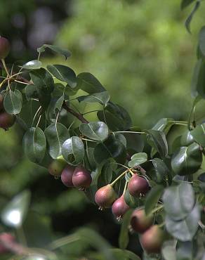 Fotografia 3 da espécie Pyrus communis no Jardim Botânico UTAD