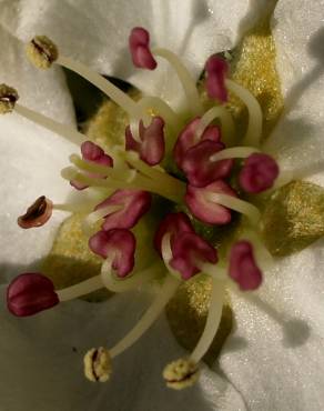 Fotografia 6 da espécie Pyrus communis no Jardim Botânico UTAD