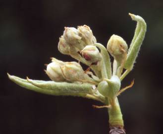 Fotografia da espécie Pyrus communis