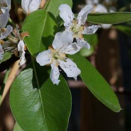 Fotografia da espécie Pyrus communis