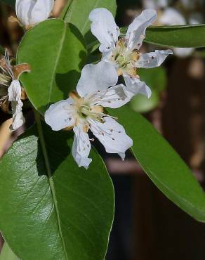 Fotografia 8 da espécie Pyrus communis no Jardim Botânico UTAD