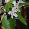 Fotografia 8 da espécie Pyrus communis do Jardim Botânico UTAD