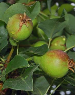 Fotografia 9 da espécie Pyrus communis no Jardim Botânico UTAD