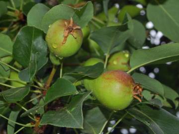 Fotografia da espécie Pyrus communis