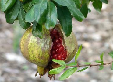 Fotografia da espécie Punica granatum