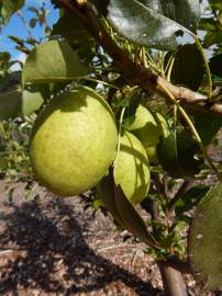 Fotografia da espécie Pyrus communis