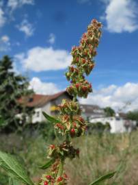 Fotografia da espécie Rumex obtusifolius