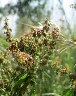 Fotografia 9 da espécie Rumex obtusifolius no Jardim Botânico UTAD