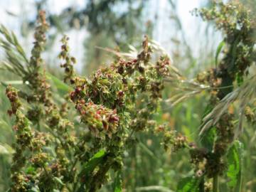 Fotografia da espécie Rumex obtusifolius