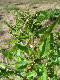 Fotografia da espécie Rumex obtusifolius