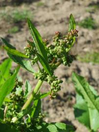 Fotografia da espécie Rumex obtusifolius