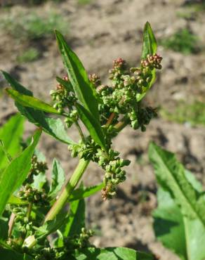 Fotografia 11 da espécie Rumex obtusifolius no Jardim Botânico UTAD