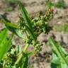 Fotografia 11 da espécie Rumex obtusifolius do Jardim Botânico UTAD