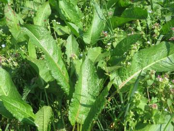 Fotografia da espécie Rumex obtusifolius