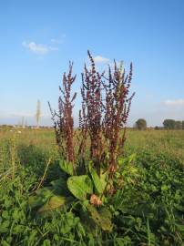 Fotografia da espécie Rumex obtusifolius