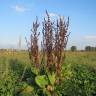 Fotografia 13 da espécie Rumex obtusifolius do Jardim Botânico UTAD