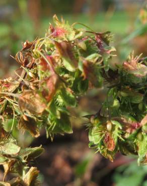 Fotografia 14 da espécie Rumex obtusifolius no Jardim Botânico UTAD