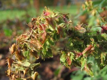Fotografia da espécie Rumex obtusifolius