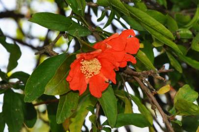 Fotografia da espécie Punica granatum