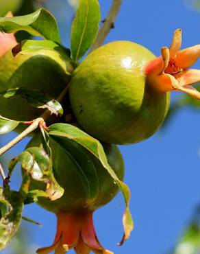 Fotografia 10 da espécie Punica granatum no Jardim Botânico UTAD