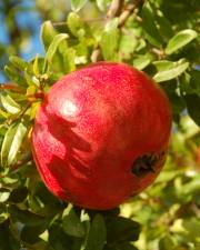 Fotografia da espécie Punica granatum