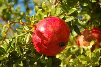 Fotografia da espécie Punica granatum