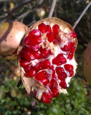 Fotografia 11 da espécie Punica granatum no Jardim Botânico UTAD