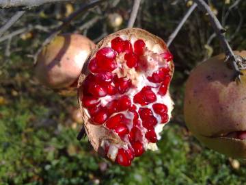 Fotografia da espécie Punica granatum