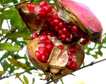 Fotografia da espécie Punica granatum