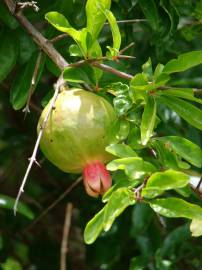 Fotografia da espécie Punica granatum