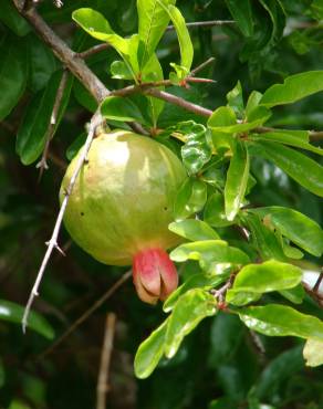 Fotografia 14 da espécie Punica granatum no Jardim Botânico UTAD