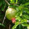 Fotografia 14 da espécie Punica granatum do Jardim Botânico UTAD