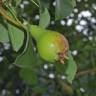 Fotografia 11 da espécie Pyrus communis do Jardim Botânico UTAD