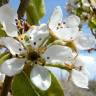 Fotografia 12 da espécie Pyrus communis do Jardim Botânico UTAD