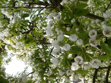 Fotografia da espécie Pyrus communis