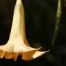 Fotografia 1 da espécie Brugmansia versicolor do Jardim Botânico UTAD