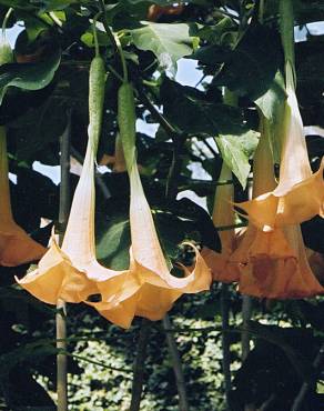 Fotografia 2 da espécie Brugmansia versicolor no Jardim Botânico UTAD