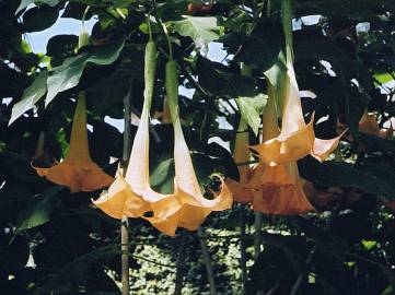 Fotografia da espécie Brugmansia versicolor