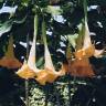 Fotografia 2 da espécie Brugmansia versicolor do Jardim Botânico UTAD