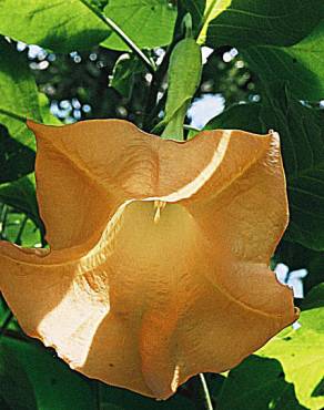 Fotografia 3 da espécie Brugmansia versicolor no Jardim Botânico UTAD