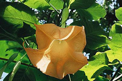 Fotografia da espécie Brugmansia versicolor