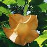 Fotografia 3 da espécie Brugmansia versicolor do Jardim Botânico UTAD