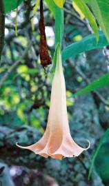 Fotografia da espécie Brugmansia versicolor