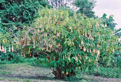 Fotografia da espécie Brugmansia versicolor