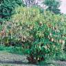 Fotografia 5 da espécie Brugmansia versicolor do Jardim Botânico UTAD