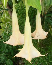 Fotografia da espécie Brugmansia versicolor