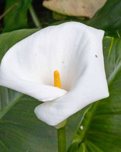 Fotografia de capa Zantedeschia aethiopica - do Jardim Botânico