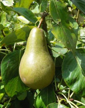 Fotografia 1 da espécie Pyrus communis no Jardim Botânico UTAD