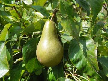 Fotografia da espécie Pyrus communis